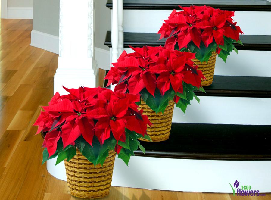 Article Cards Featured Image poinsettia plants on stairs