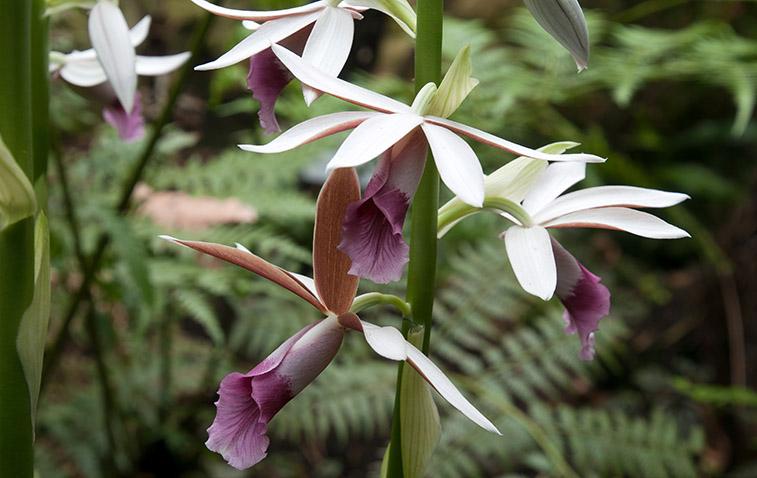 types of orchids phaius