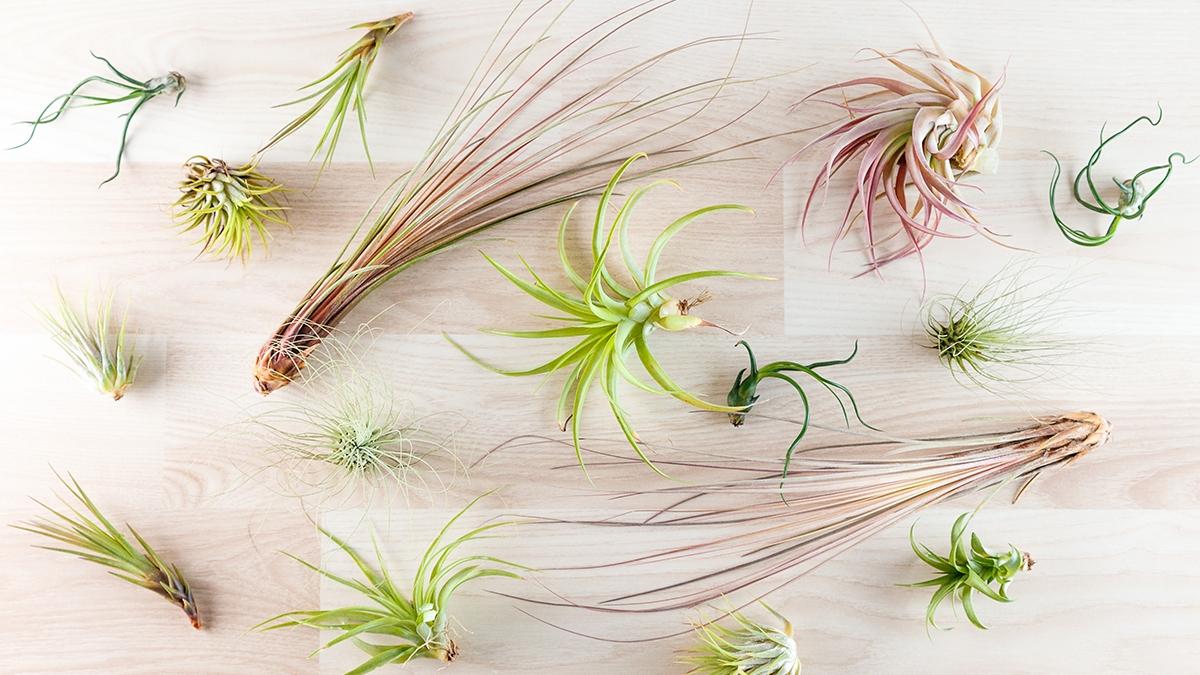 Article Cards Featured Image Top view on different tillandsia air plants on wooden background