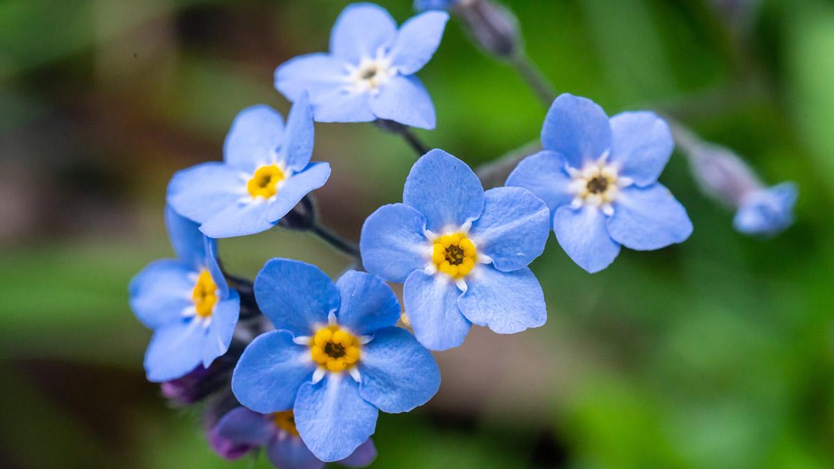 Forget Me Not Flowers