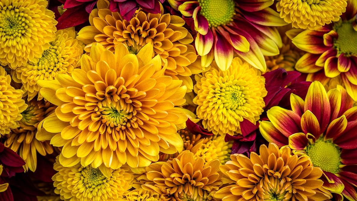 Article Cards Featured Image Photo of mums, a popular flower in summer    and another reason to love September birthdays.