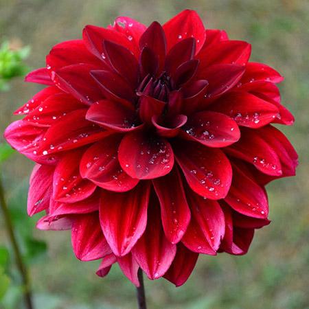 beautiful flowers dahlia