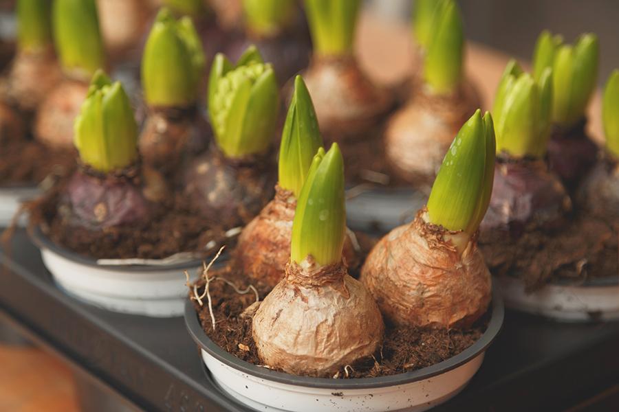 Article Cards Featured Image Flower bulbs in pots ready for planting in the flowerbed