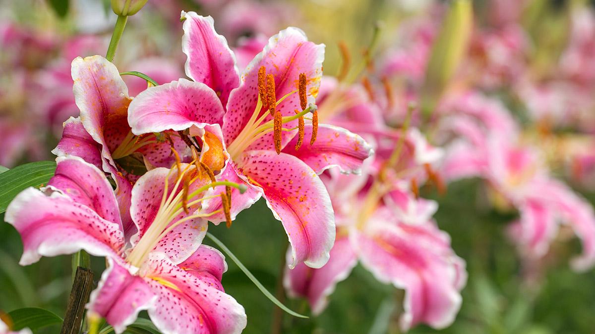 types of lilies oriental lily