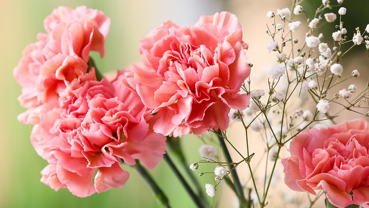 Article Cards Featured Image Bouquet of beautiful carnation flowers outdoors