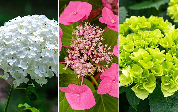 Article Cards Featured Image types of hydrangeas hero