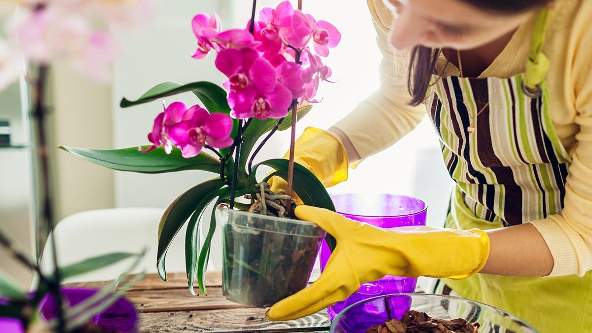 Article Cards Featured Image Woman transplanting orchid into another pot on kitchen. Housewife taking care of home plants and flowers. Gardening