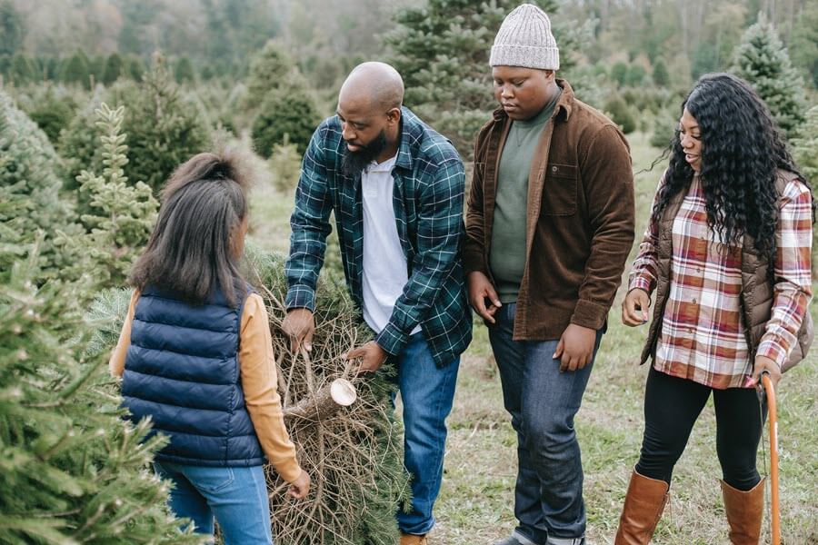 christmas shopping tree farm