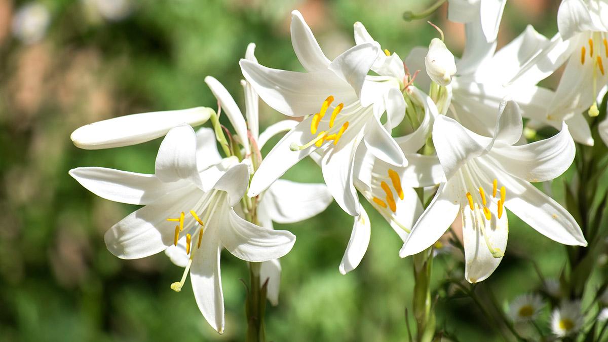 types of lilies Candidum lily