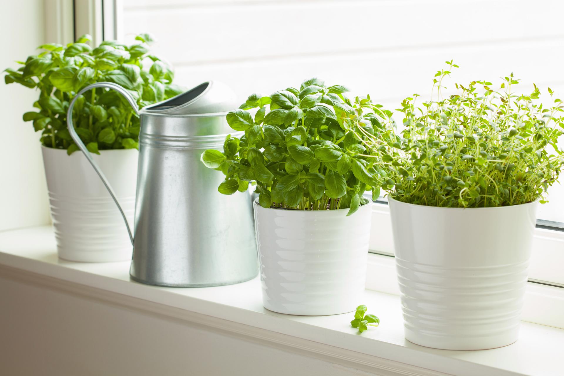 growing herbs indoors herbs on windowsill