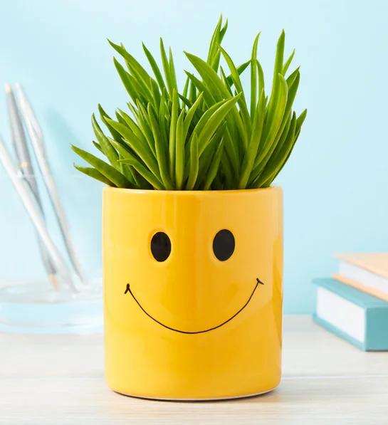 low maintenance plants smiley succulent