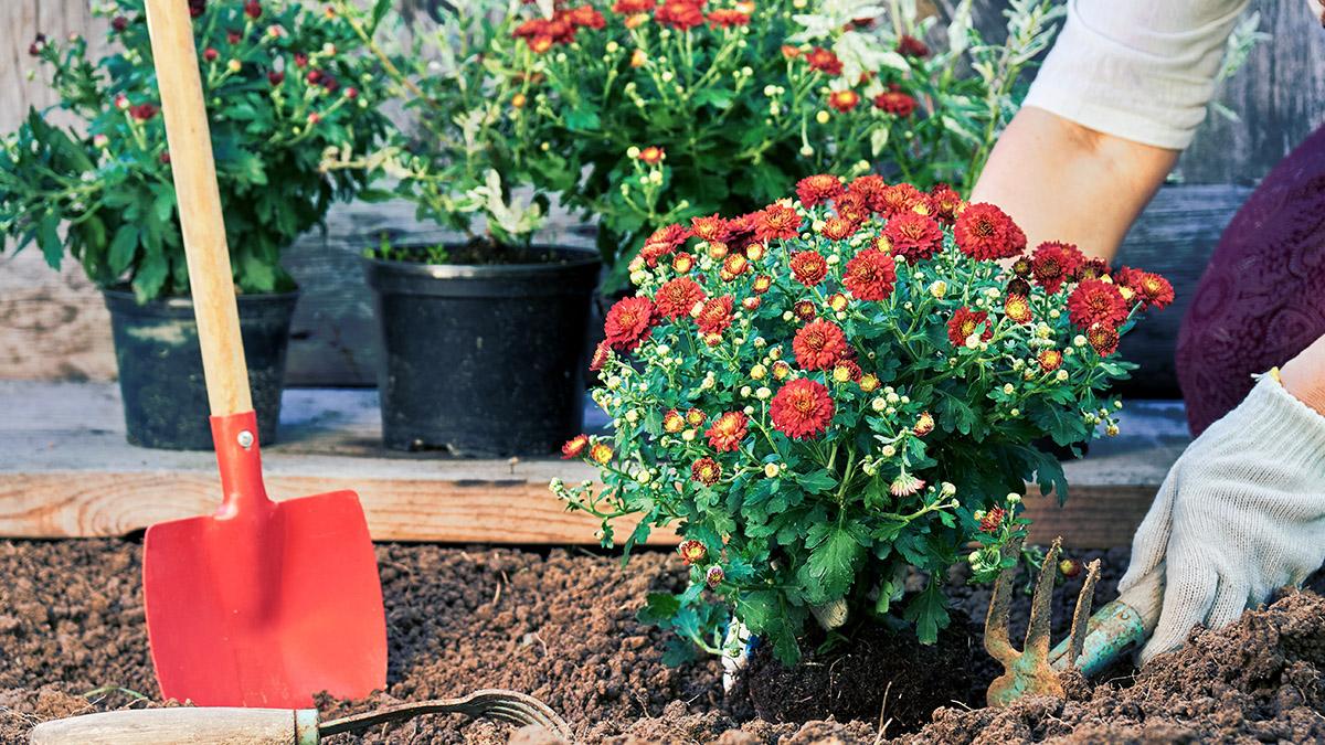 Article Cards Featured Image Female hands in garden gloves planting flowers in the garden in summer evening