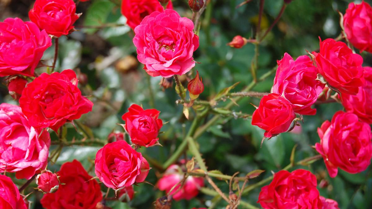 Article Cards Featured Image Close up of garden rose