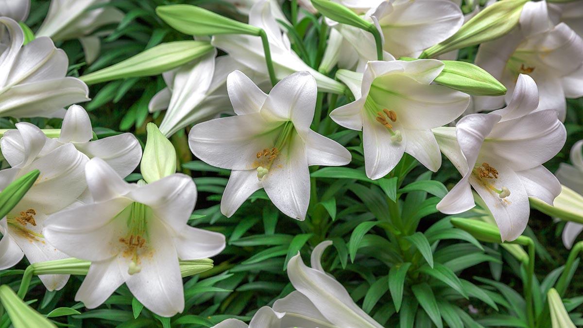 types of lilies Longiflorum lily