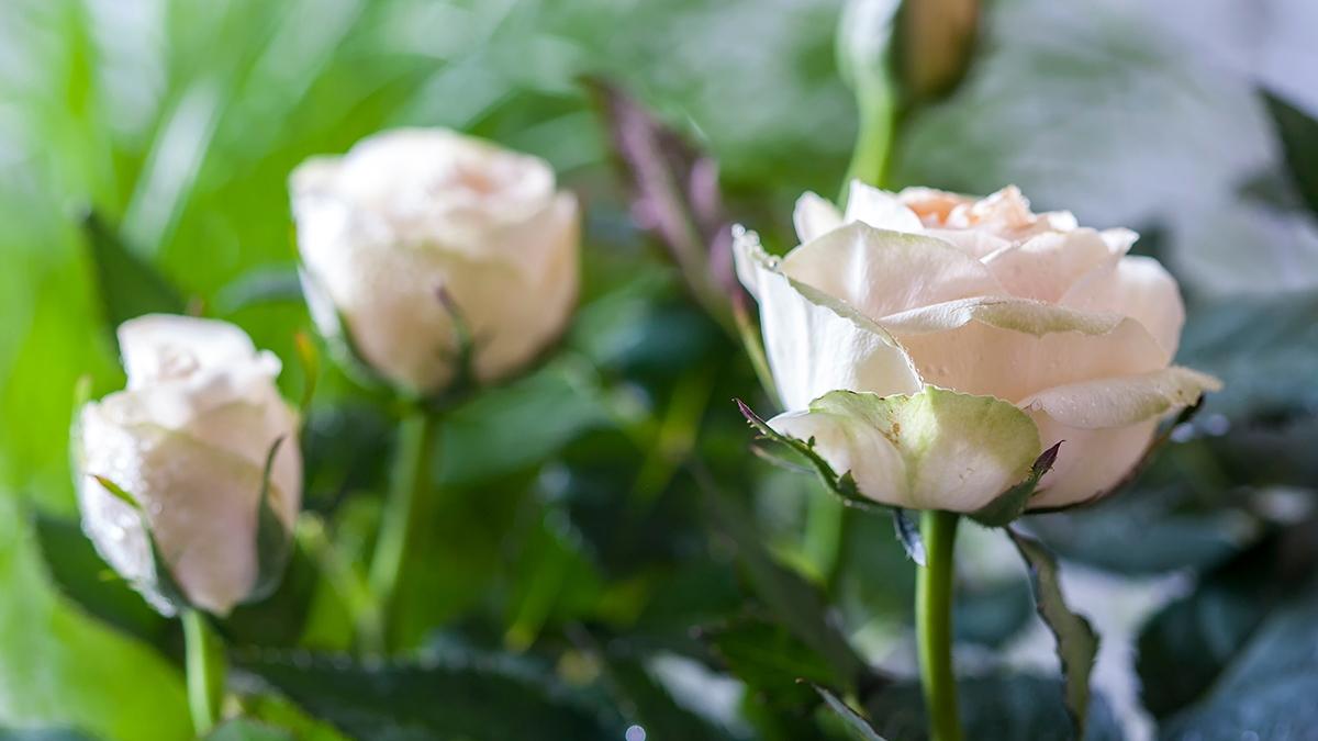 Article Cards Featured Image Beautiful beige roses in flower pots. Home gardening.