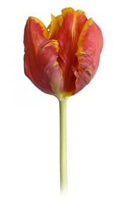 Parrot Tulip