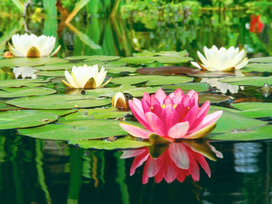 zodiac flowers with a water lily