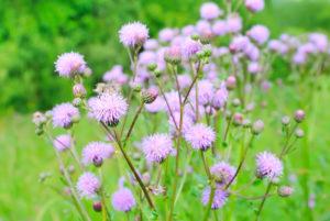 flowering weeds with creeping thistles