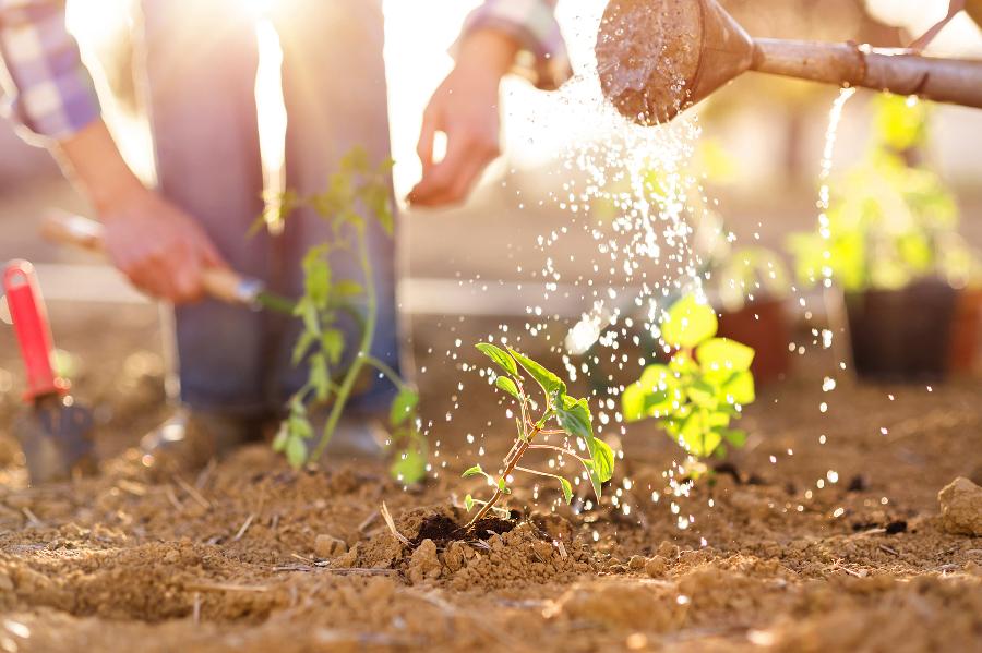 care for sunflowers with couple watering seedlings