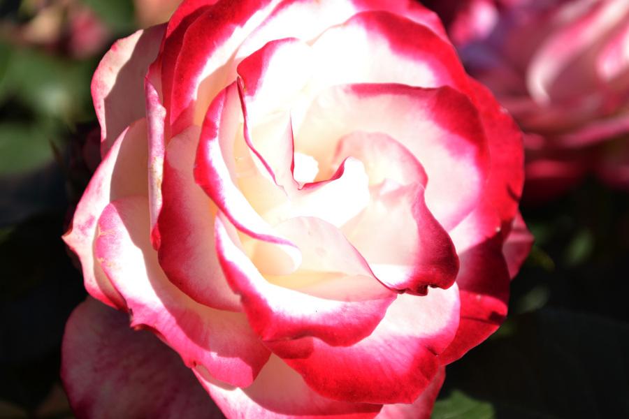 Red and White Roses