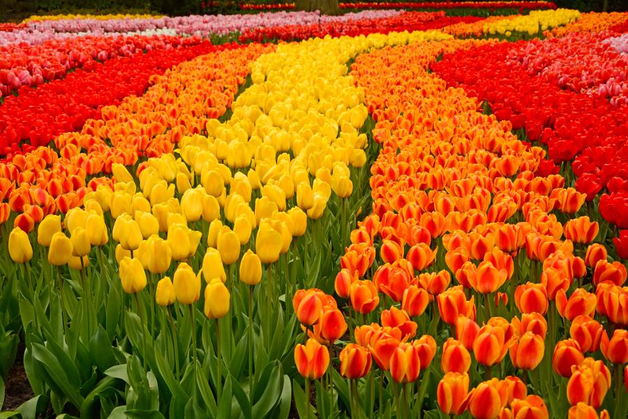 Field of Tulips