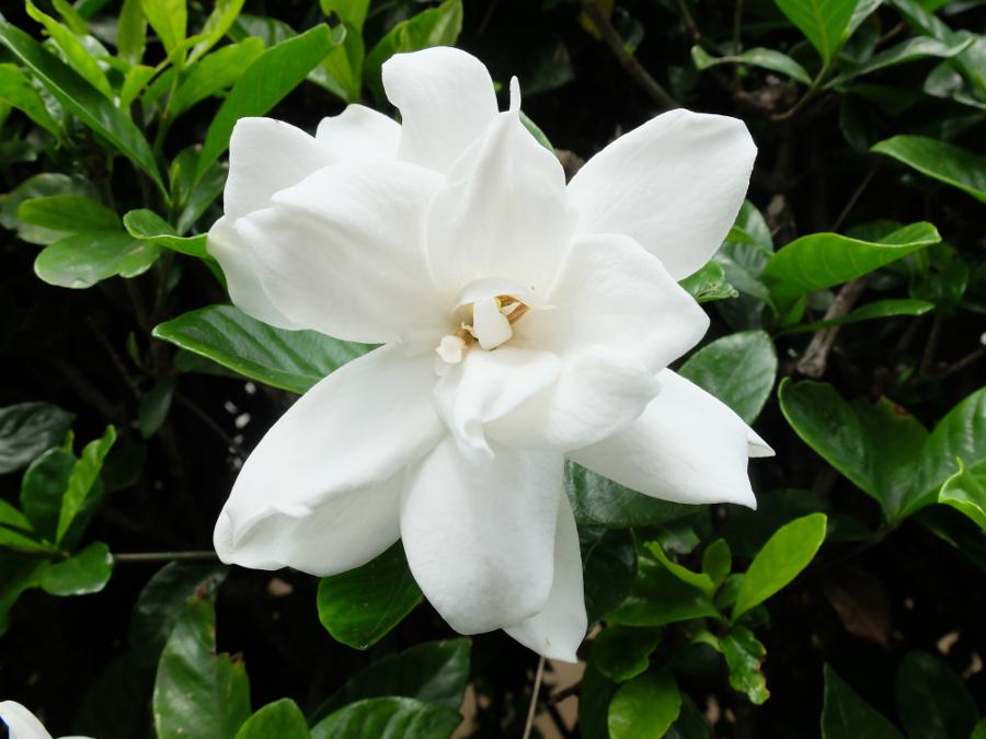 White gardenia flower