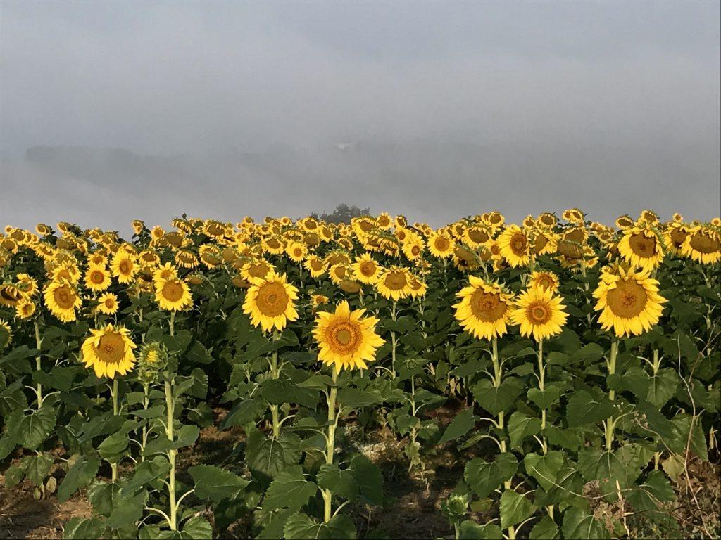 sunflowers