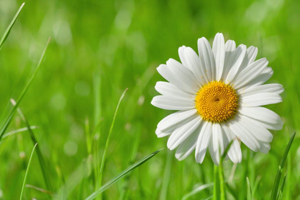 flowering weeds with Daisy