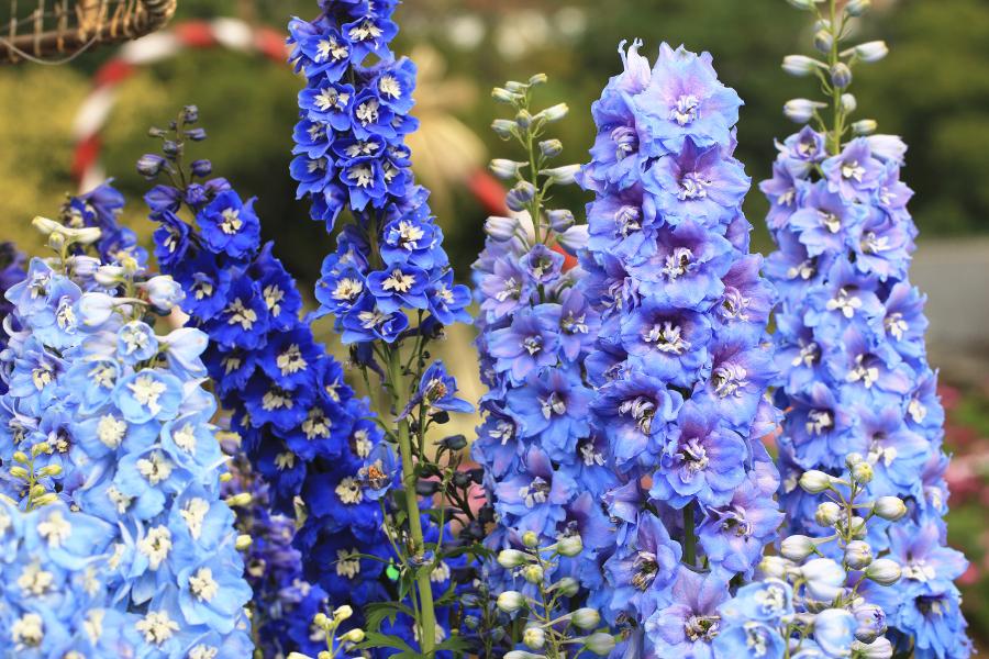 birth flower with larkspur