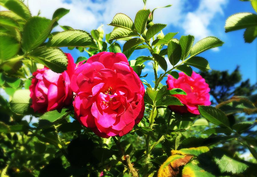 Close up of a pink wild edric rose flower on a rose bush in spring time.