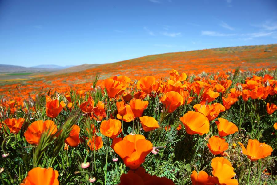 patriotic flowers with field of orange poppies