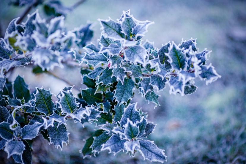 bringing plants inside for winter with holly plant