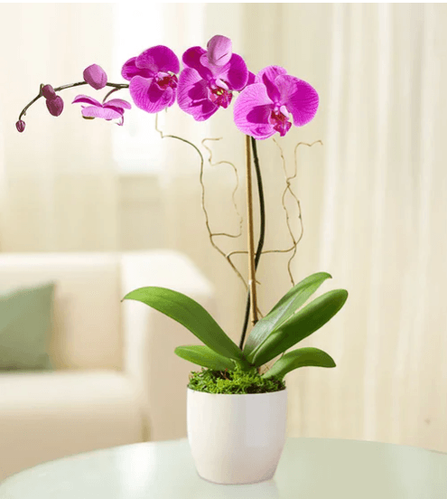 Purple Orchid