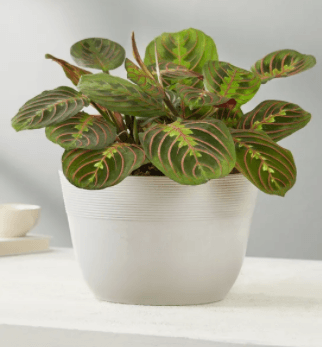 Red Maranta Prayer Plant