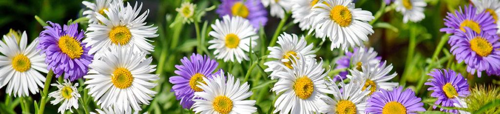 Photo of Asters, September birthday flower