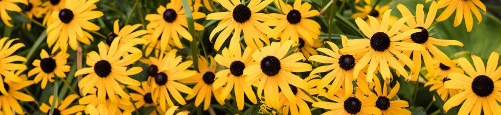 autumn flowers with black eyed Susans