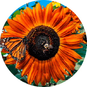 Autumn Beauty Sunflower