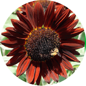 Chocolate Sunflower