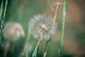 flowering weeds with dandelions