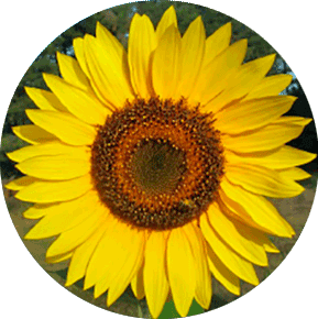 Giganteus Sunflower