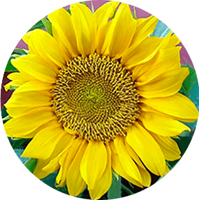 Gold Sun Sunflower