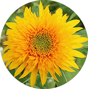 Golden Cheer Sunflower