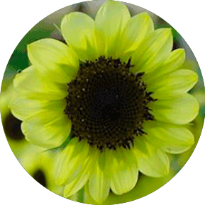 Green Sunflower