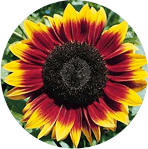 Mahogany Sunflower