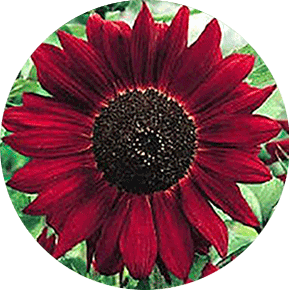 Moulin Rouge Sunflower