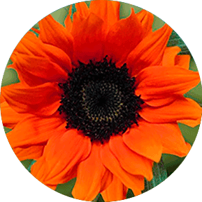 Orange Sunflower