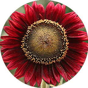 Red Sun Splash Sunflower