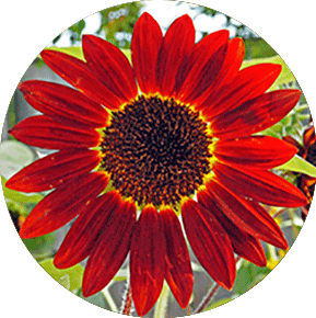 Red Sunbeam Sunflower