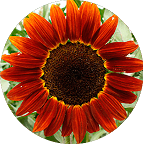 Red Sunflower Sunflower