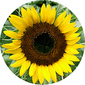 Standard Sunflower